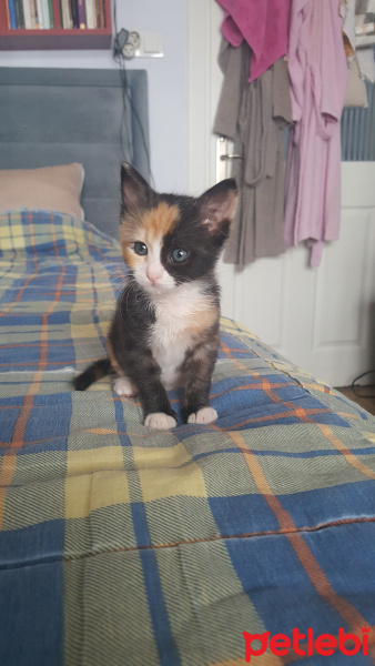 Tekir Kedi, Kedi  Şanslı fotoğrafı