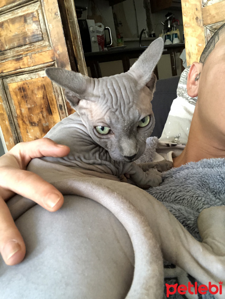 Sphynx, Kedi  Hummer fotoğrafı