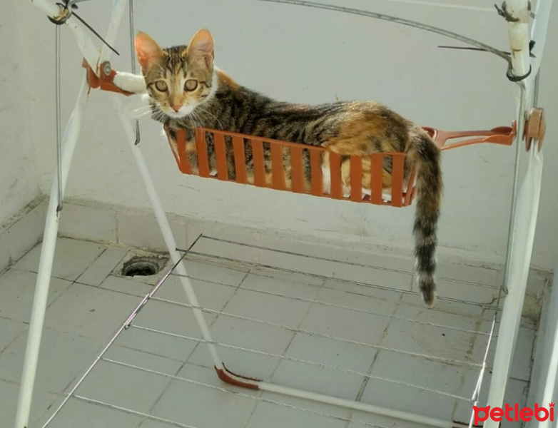 Tekir Kedi, Kedi  pamuk fotoğrafı