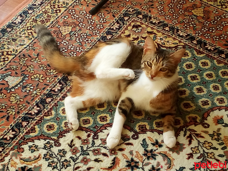 Tekir Kedi, Kedi  pamuk fotoğrafı
