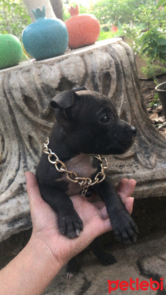 Amerikan Staffordshire Terrier, Köpek  pablo fotoğrafı
