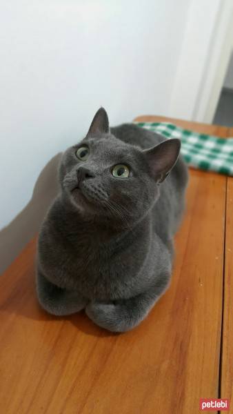 Tekir Kedi, Kedi  Şans fotoğrafı