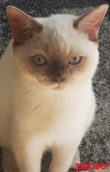British Shorthair, Kedi  Alex fotoğrafı