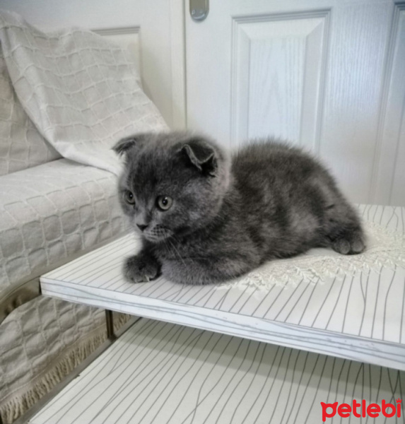 Scottish Fold, Kedi  Mia fotoğrafı