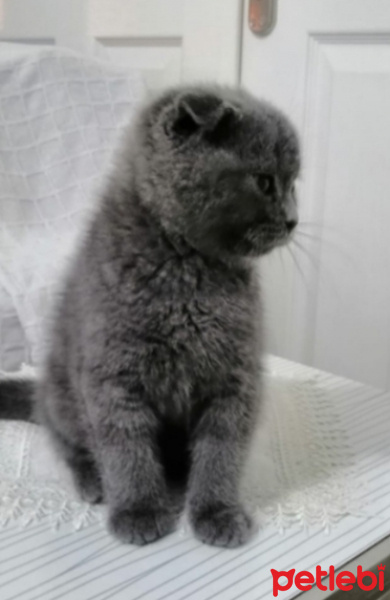 Scottish Fold, Kedi  Mia fotoğrafı