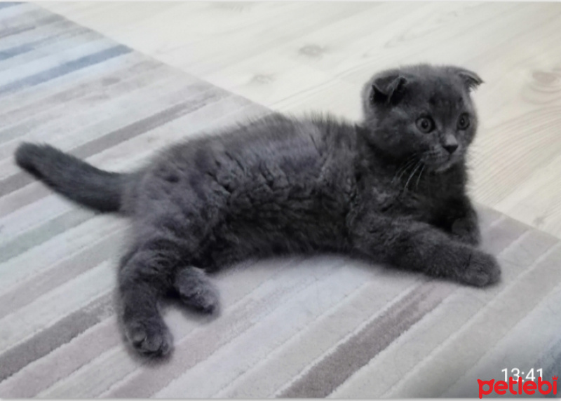 Scottish Fold, Kedi  Mia fotoğrafı