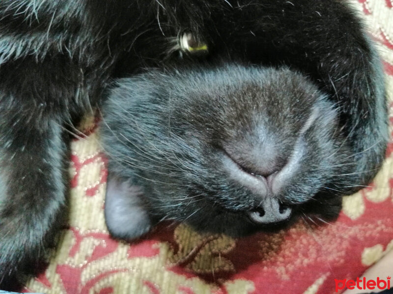 Tuxedo (Smokin) Kedi, Kedi  Karaoğlan fotoğrafı