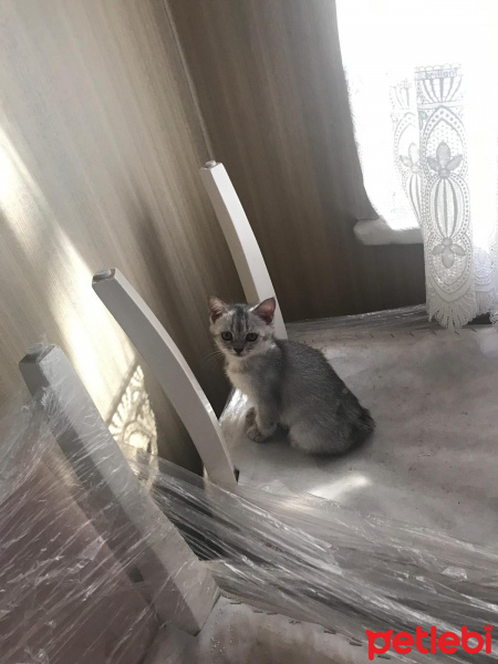 British Shorthair, Kedi  Unicorn fotoğrafı