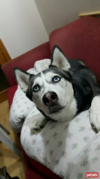 Sibirya Kurdu (Husky), Köpek  Dexter fotoğrafı