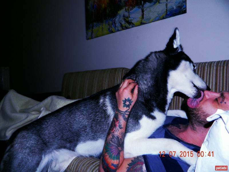 Sibirya Kurdu (Husky), Köpek  Dexter fotoğrafı