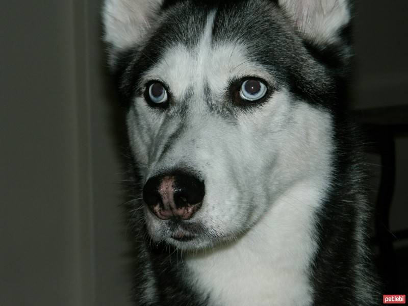Sibirya Kurdu (Husky), Köpek  Dexter fotoğrafı