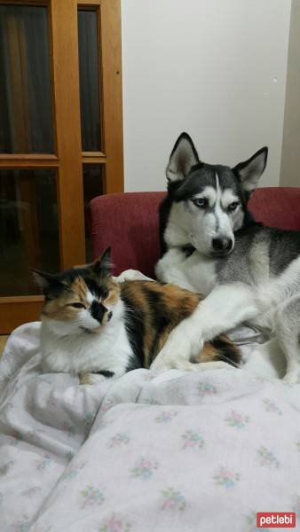 Sibirya Kurdu (Husky), Köpek  Dexter fotoğrafı