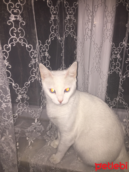 Van Kedisi, Kedi  Zekiye fotoğrafı