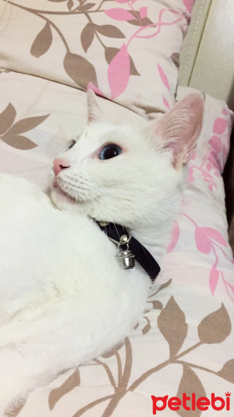 Van Kedisi, Kedi  Zekiye fotoğrafı