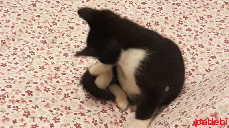 Ankara Kedisi, Kedi  Zeytin fotoğrafı