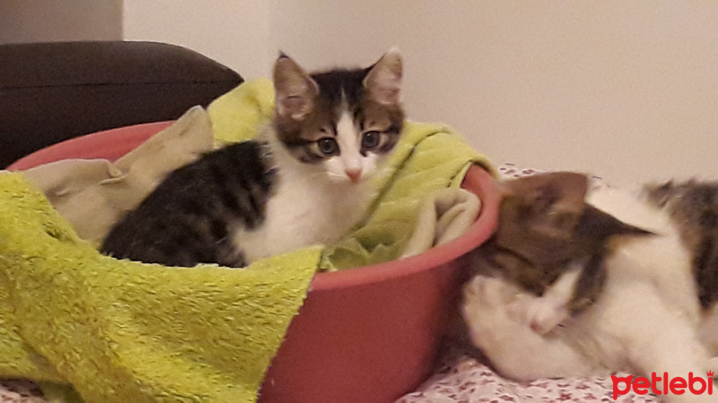 Ankara Kedisi, Kedi  Pati fotoğrafı