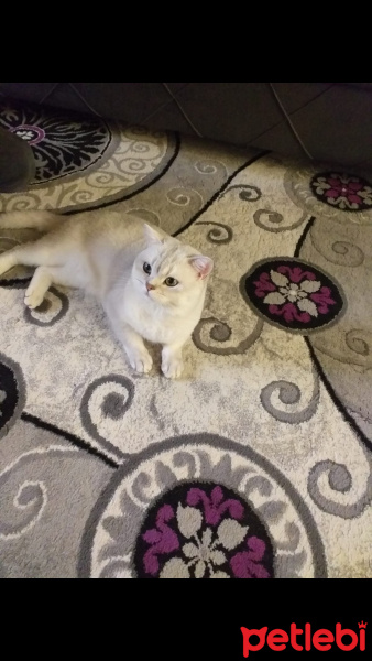 British Shorthair, Kedi  Bulut fotoğrafı