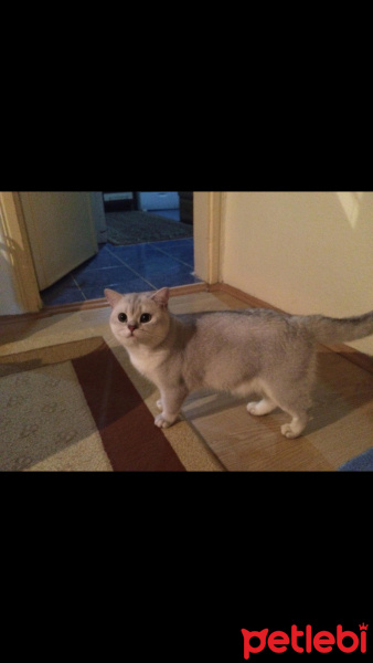 British Shorthair, Kedi  Bulut fotoğrafı