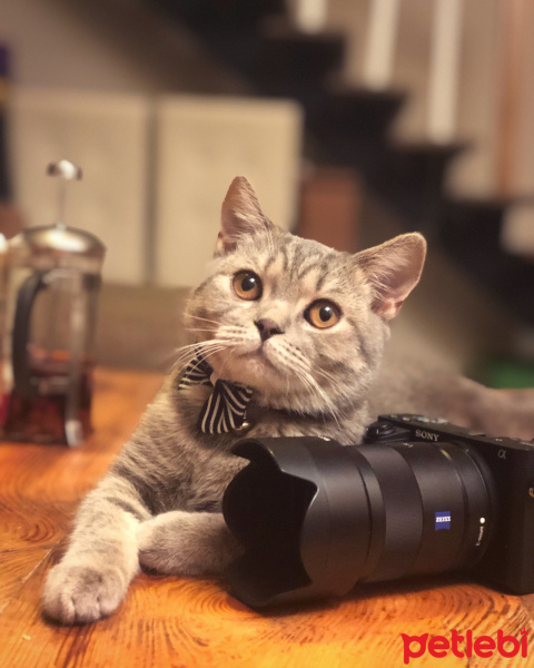 British Shorthair, Kedi  Şavi fotoğrafı