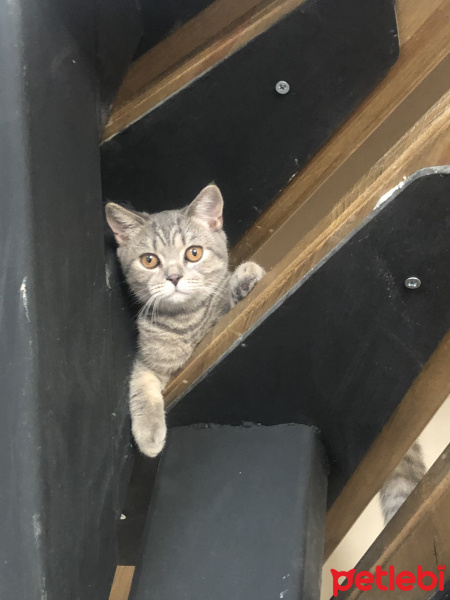 British Shorthair, Kedi  Şavi fotoğrafı