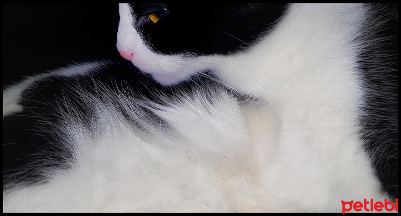 Tuxedo (Smokin) Kedi, Kedi  Şarap fotoğrafı