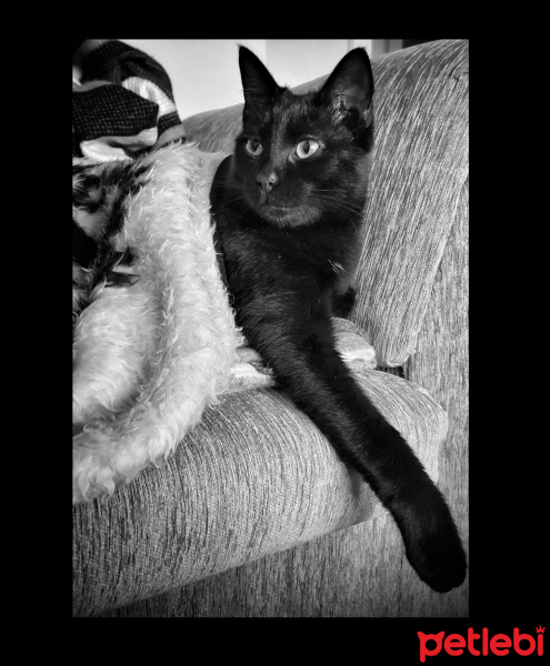Bombay, Kedi  Mantar fotoğrafı