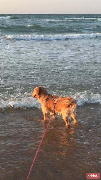 Golden Retriever, Köpek  GOFRET fotoğrafı