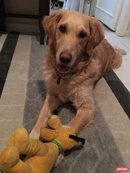 Golden Retriever, Köpek  GOFRET fotoğrafı