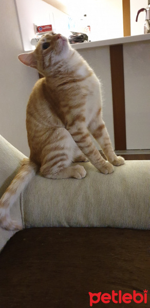 Tekir Kedi, Kedi  Şirin fotoğrafı
