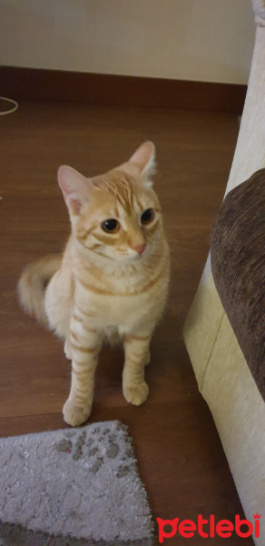 Tekir Kedi, Kedi  Şirin fotoğrafı
