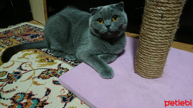 Scottish Fold, Kedi  Maya fotoğrafı