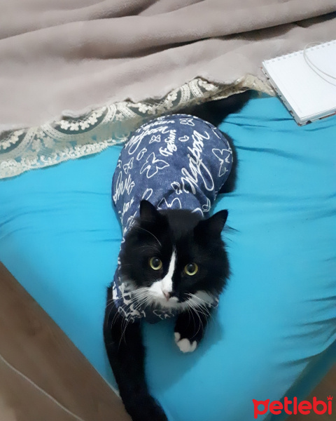 Soke, Kedi  Prenses fotoğrafı