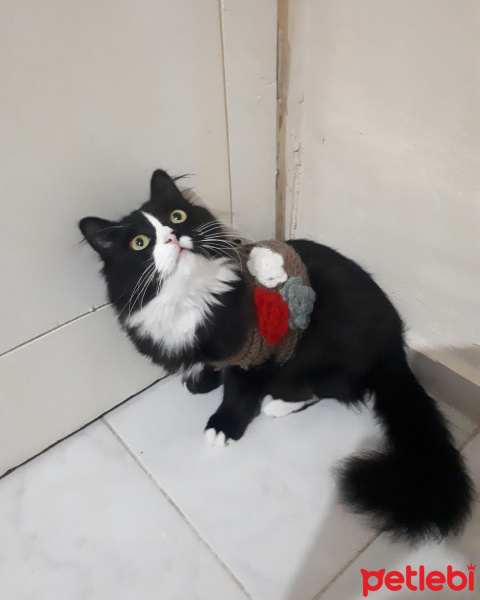 Soke, Kedi  Prenses fotoğrafı