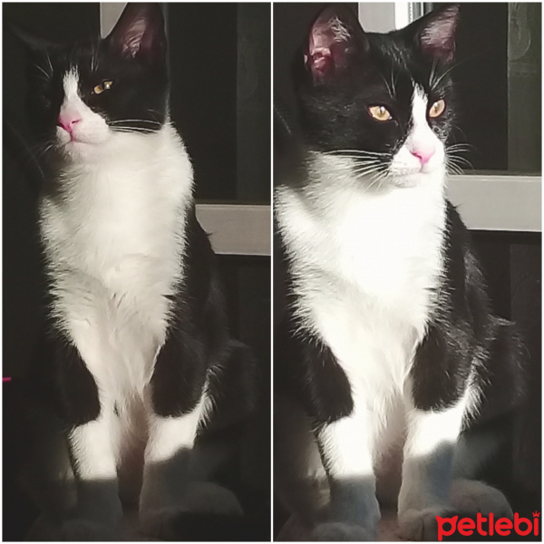 Tuxedo (Smokin) Kedi, Kedi  Ovzy fotoğrafı