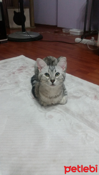 Tekir Kedi, Kedi  Çakıl fotoğrafı