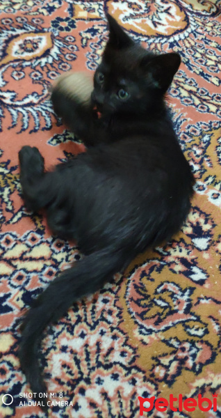 Bombay, Kedi  Gölge fotoğrafı