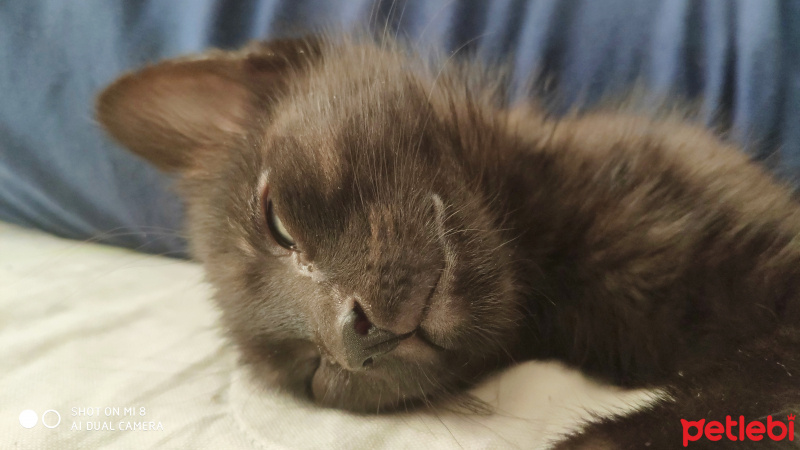 Bombay, Kedi  Gölge fotoğrafı