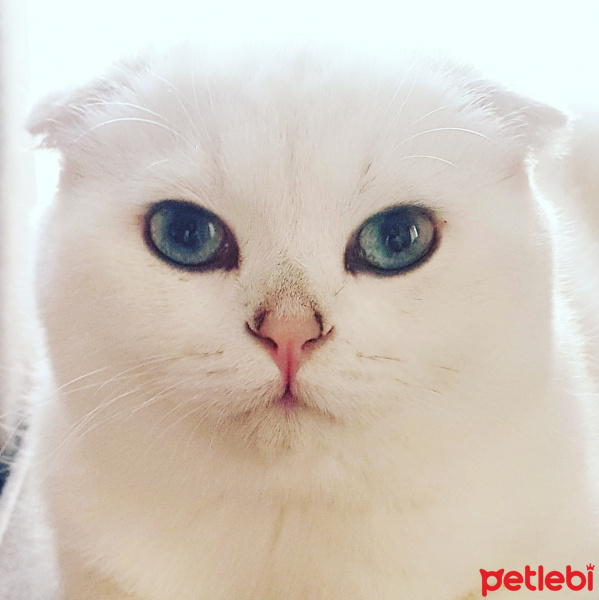Scottish Fold, Kedi  Tokyo fotoğrafı