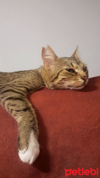 Tekir Kedi, Kedi  kumpir fotoğrafı