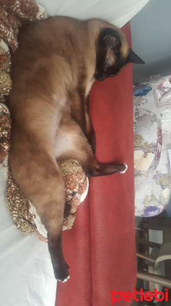Siyam Kedisi, Kedi  inci fotoğrafı