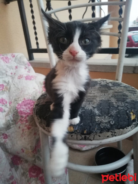 Tekir Kedi, Kedi  Maskeli fotoğrafı