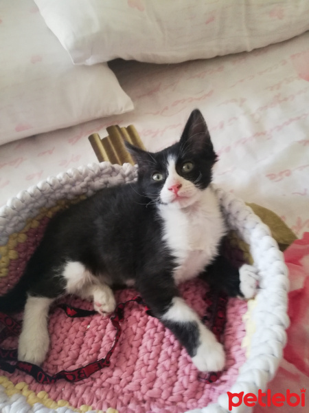 Tekir Kedi, Kedi  Maskeli fotoğrafı