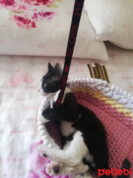 Tekir Kedi, Kedi  Maskeli fotoğrafı
