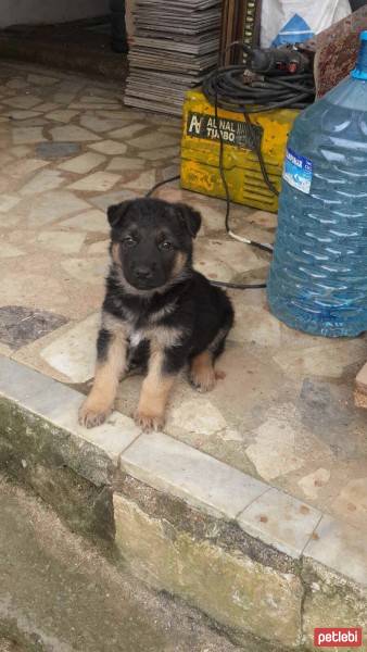 Alman Çoban Köpeği, Köpek  Paşa fotoğrafı