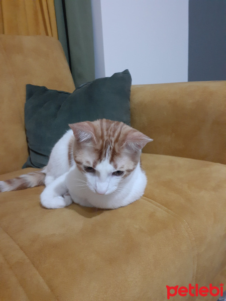 Tekir Kedi, Kedi  Ares fotoğrafı