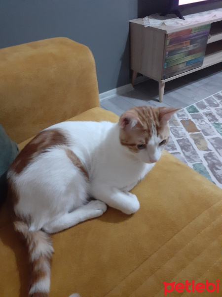 Tekir Kedi, Kedi  Ares fotoğrafı