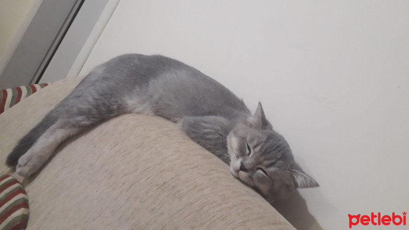 British Shorthair, Kedi  Blodreina fotoğrafı