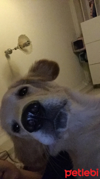 Golden Retriever, Köpek  Atlas fotoğrafı