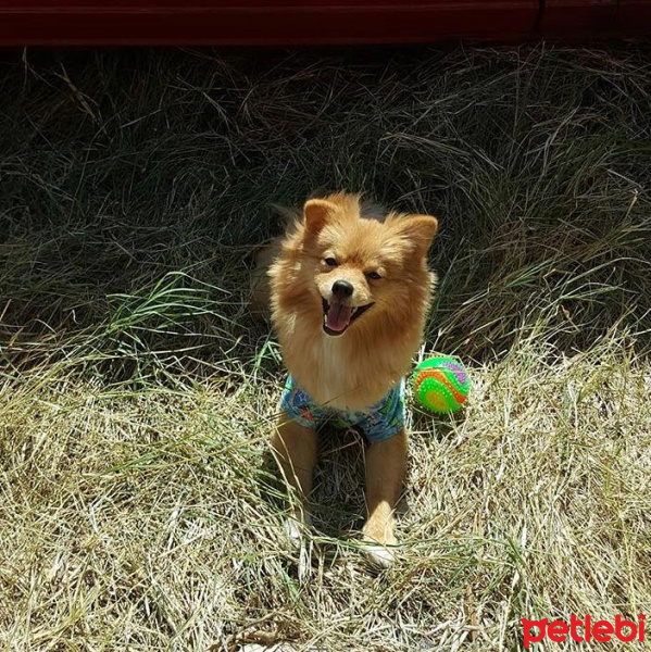 Pomeranyalı, Köpek  Lokum fotoğrafı
