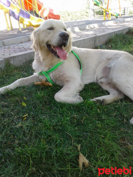 Golden Retriever, Köpek  tekila fotoğrafı